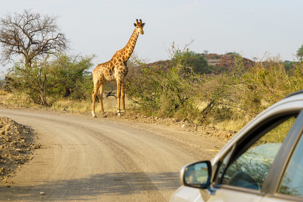 Auto op safari met een giraffe op de weg