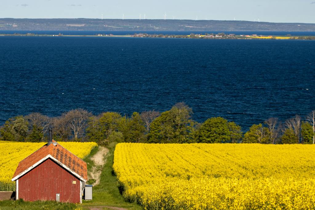 Zweeds huisje in een bloemenveld met uitzicht op zee