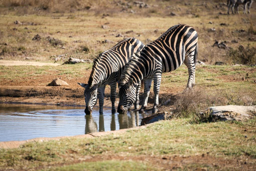 Zebra's drinken water