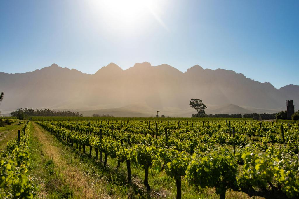 Wijnvelden in Stellenbosch Zuid-Afrika