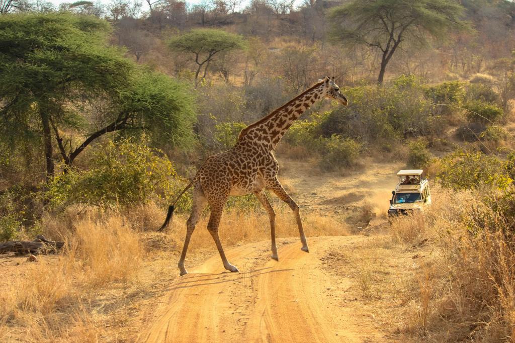Giraffe op weg met safariwagen
